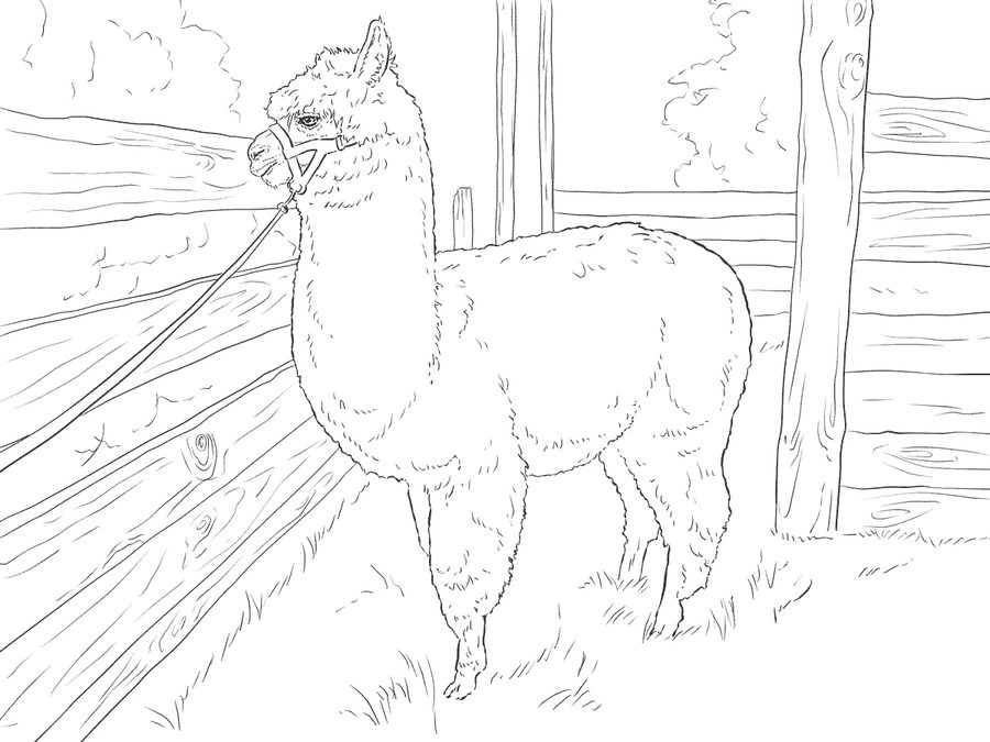 Coloring page alpaca in the yard